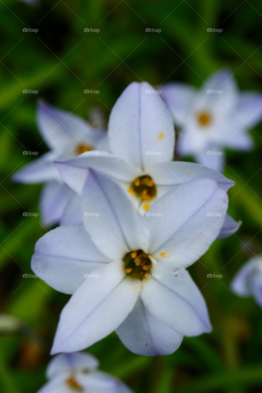 White blooms 