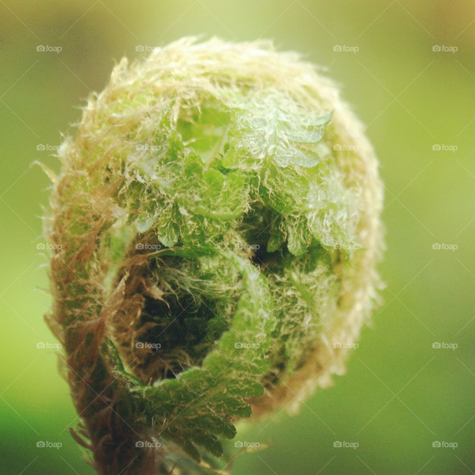 Fern curled up