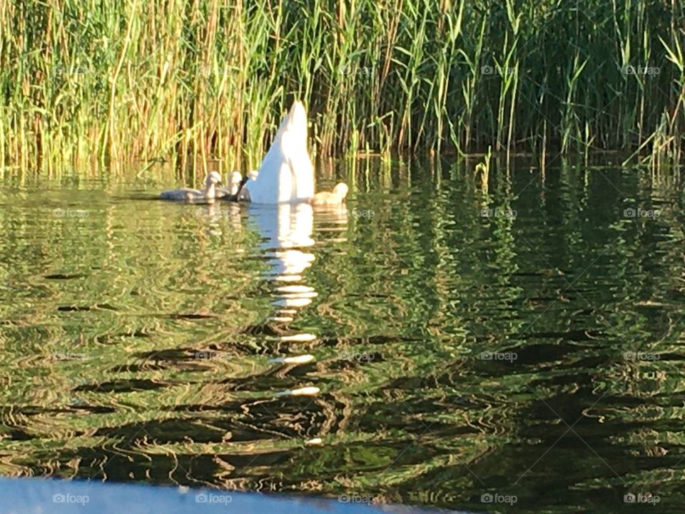 Swan with her young in the lake