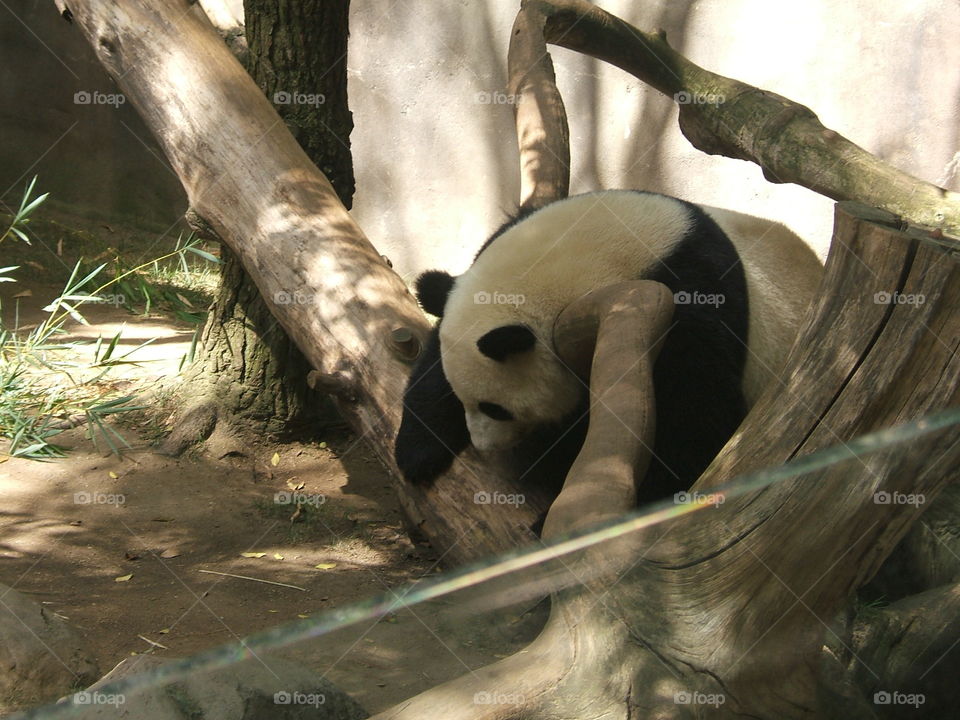 Panda at play
