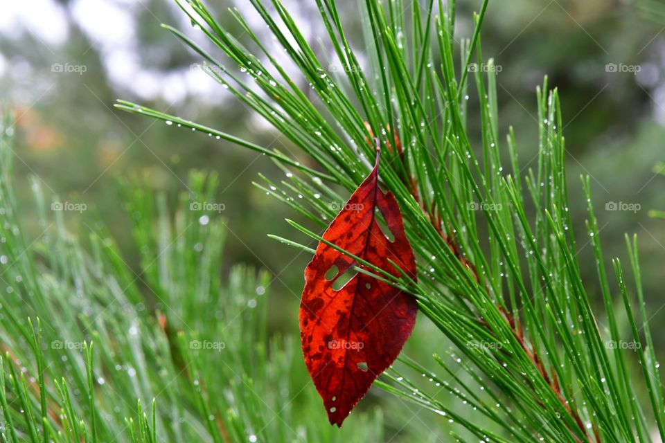 Pine needles and dew