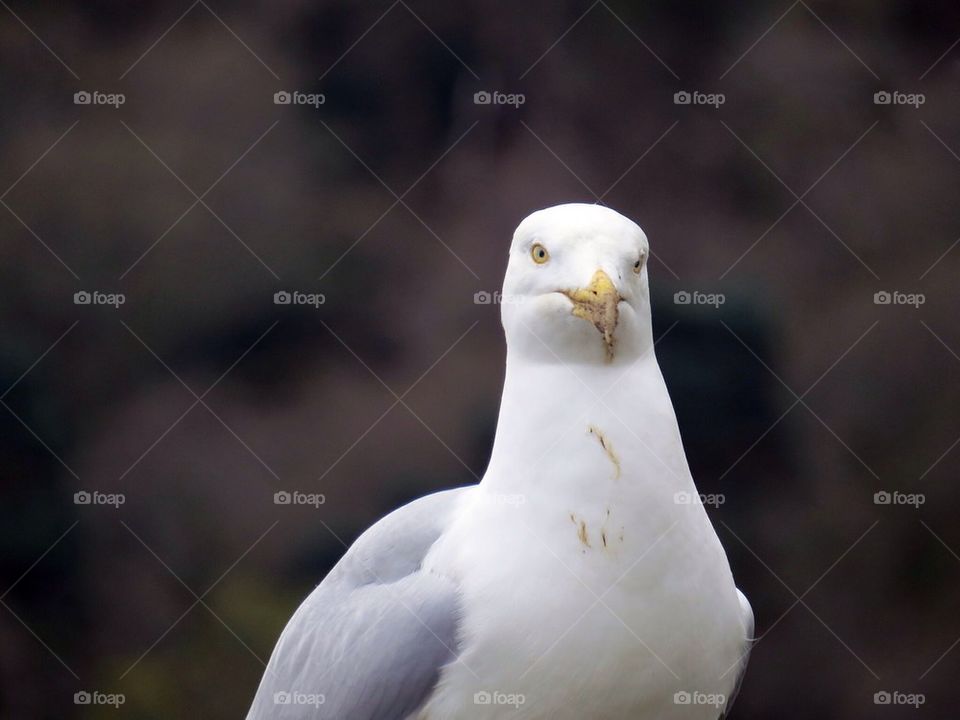 Seagull