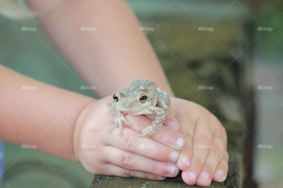 Toddler holding tree frog