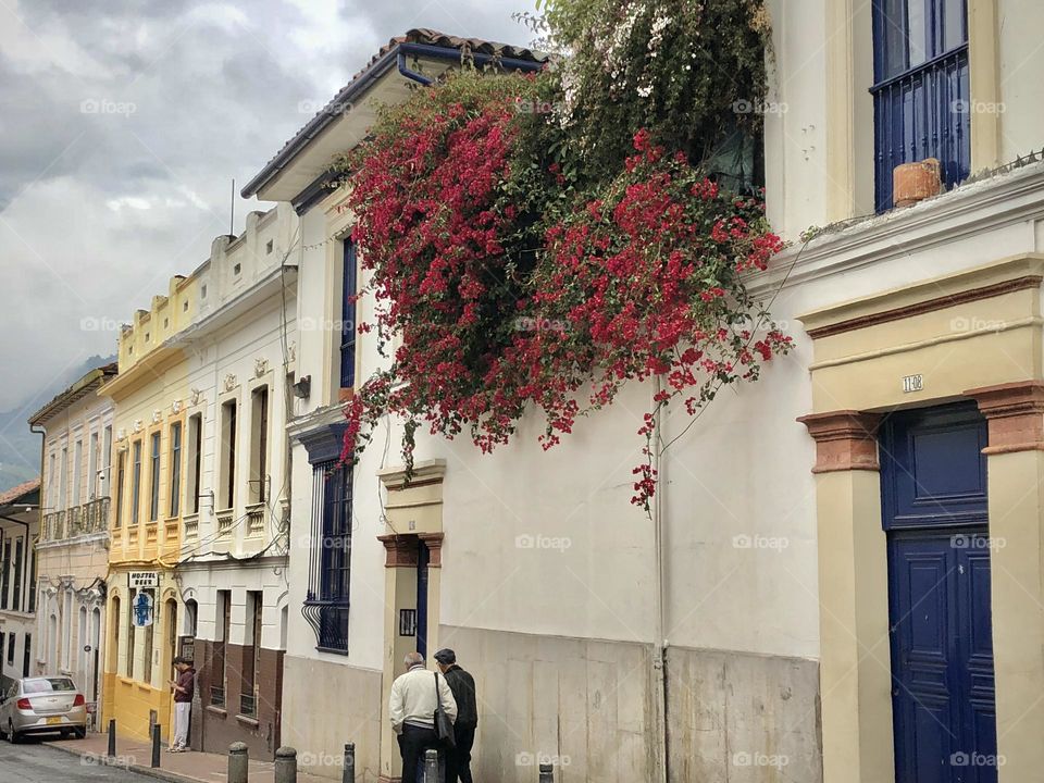 Beautiful flowers cascading down an old wall in the city streets of Bogota, Colombia 