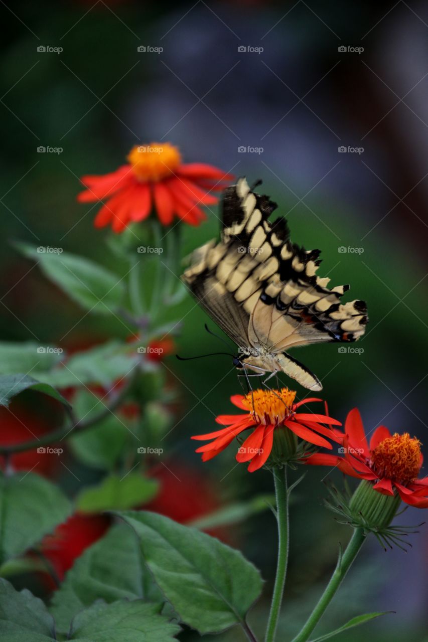 A macro image of a yellow and black butterfly ordinary gorgeous creamy detail