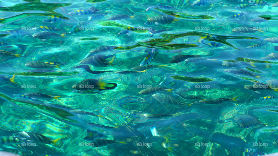 Fish in the sea from the surface