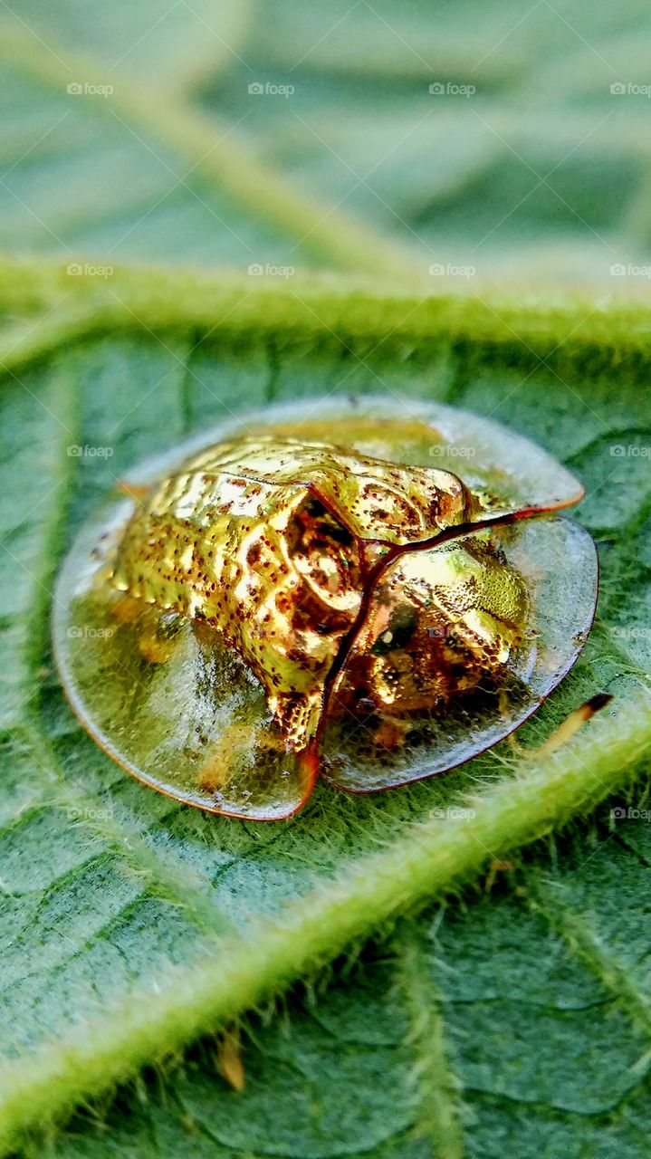 golden insect