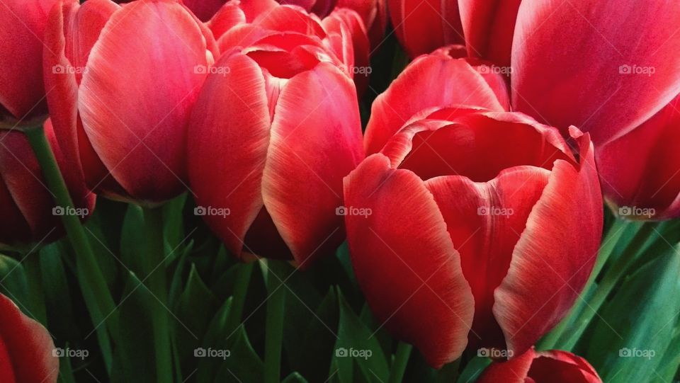 Tulips