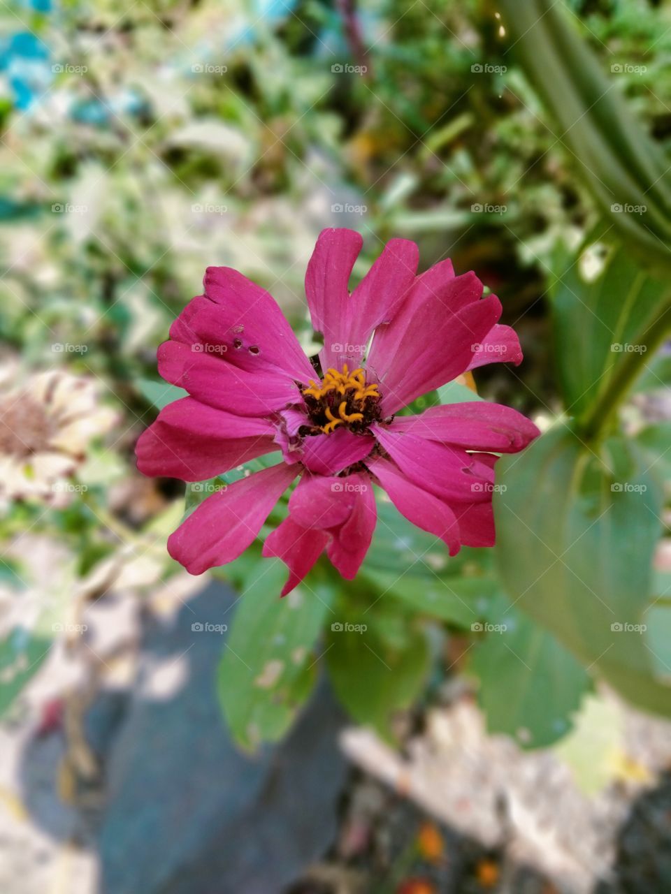 Zinnia is a genus of plants of the sunflower tribe within the daisy family. They are native to scrub and dry grassland in an area stretching from the Southwestern United States to South America, with a centre of diversity in Mexico