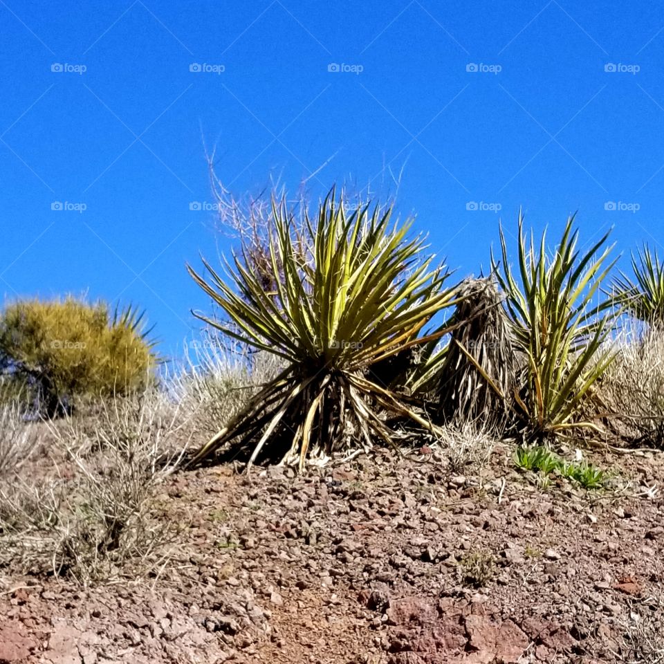 desert foliage on a hill under a bright blue sky