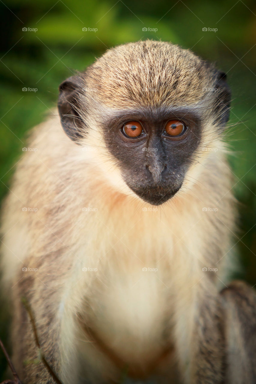 Green vervet monkey in Nevis