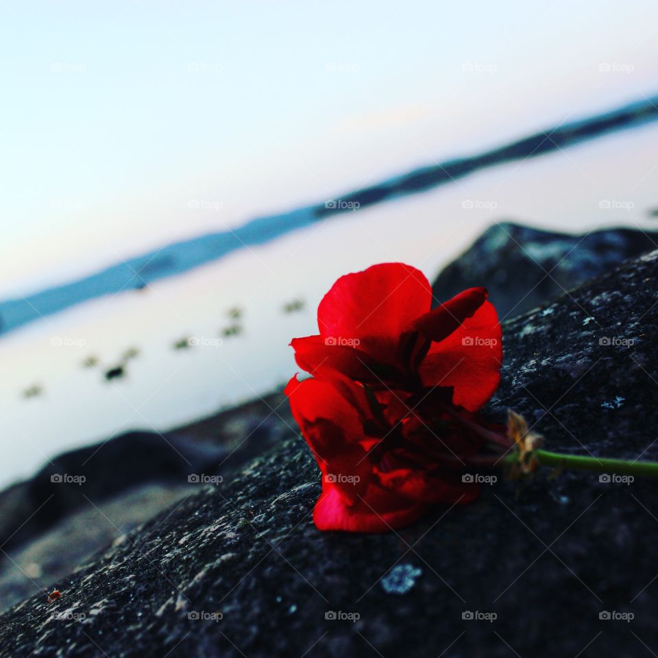 Flower, Still Life, No Person, Rose, Love