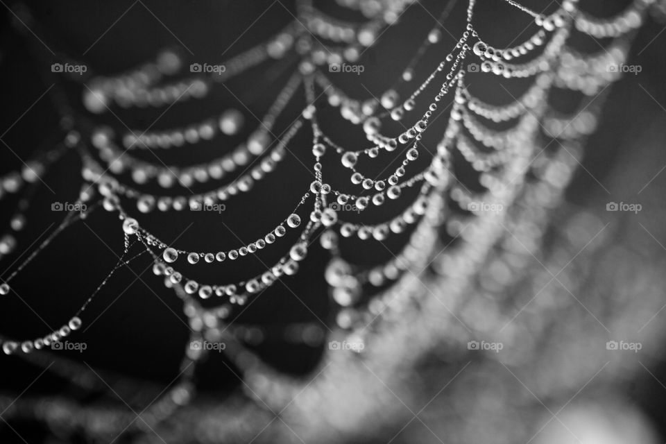 Dew Drops on Spiderweb. Dew Drops on Spiderweb