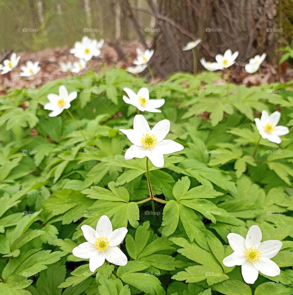 flowers growing in ground love earth