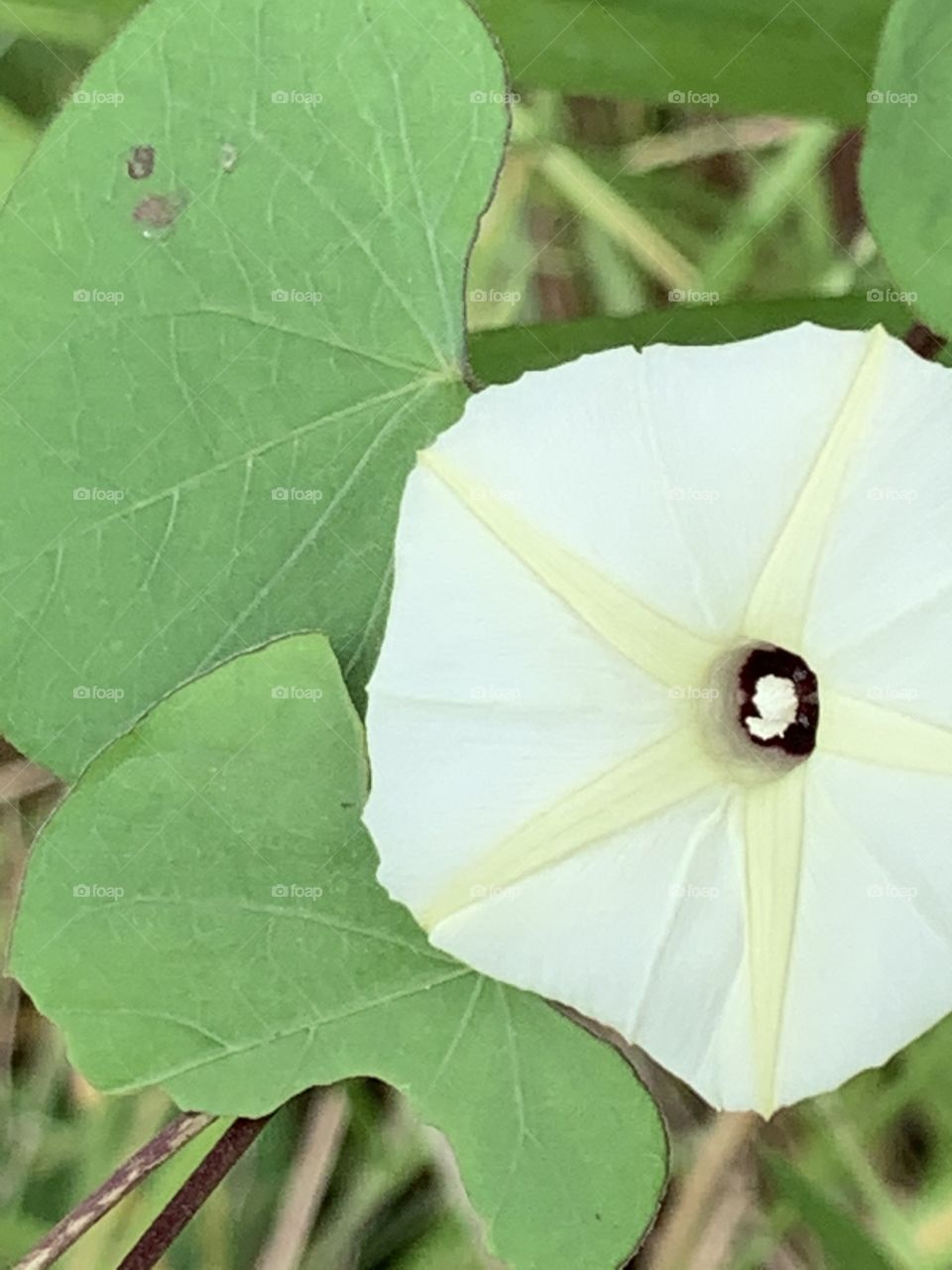 Plants around everywhere, Countryside (Thailand)