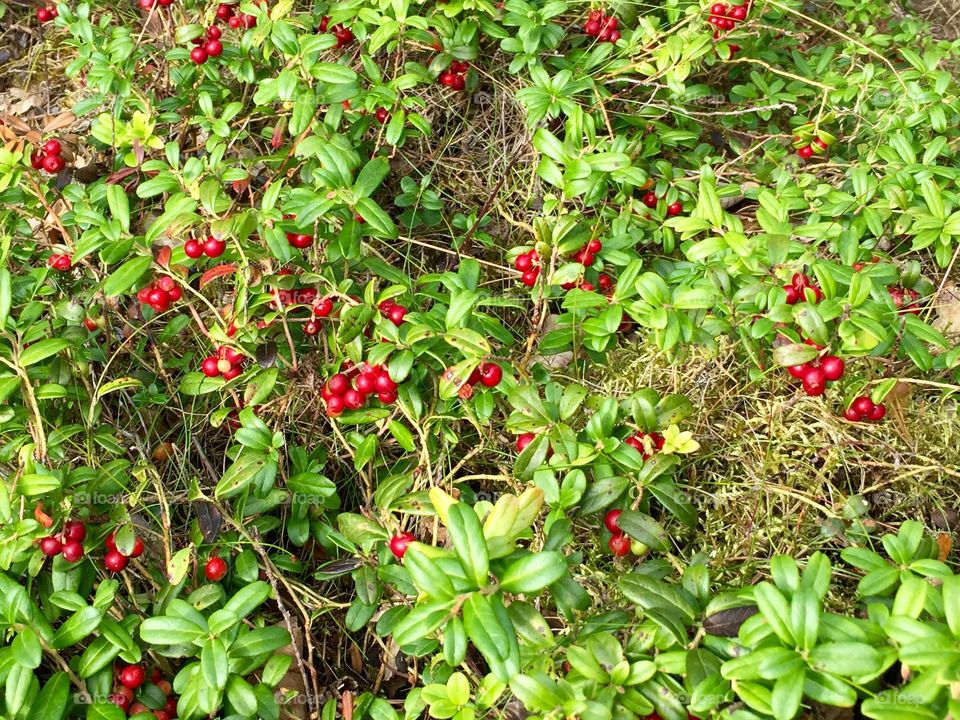 Lingonberry