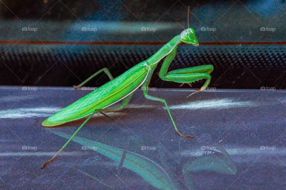 Big green praying mantis