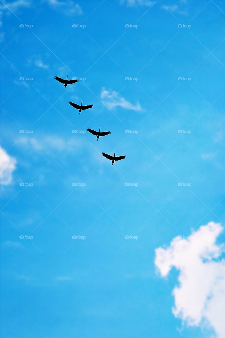 blue sky and birds