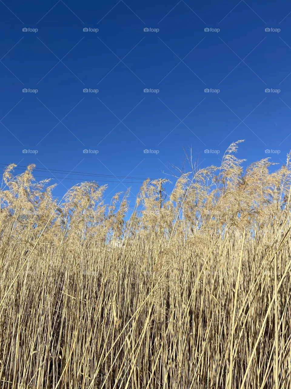 Dry grass