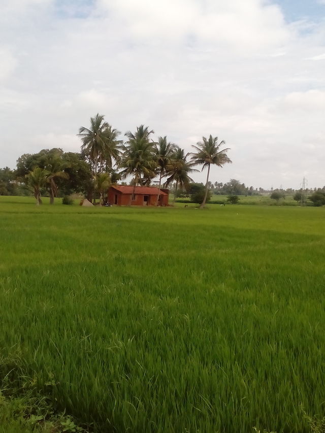 rice grass