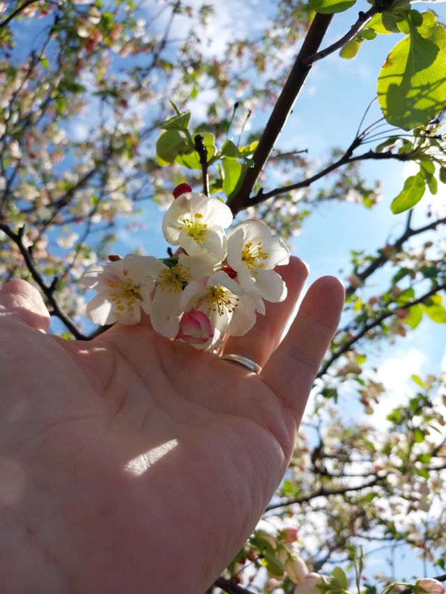 Handful of Spring Blossoms