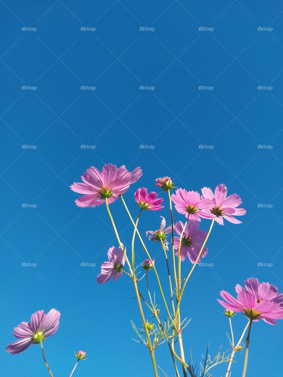 Pink Cosmos Vs Blue Sky