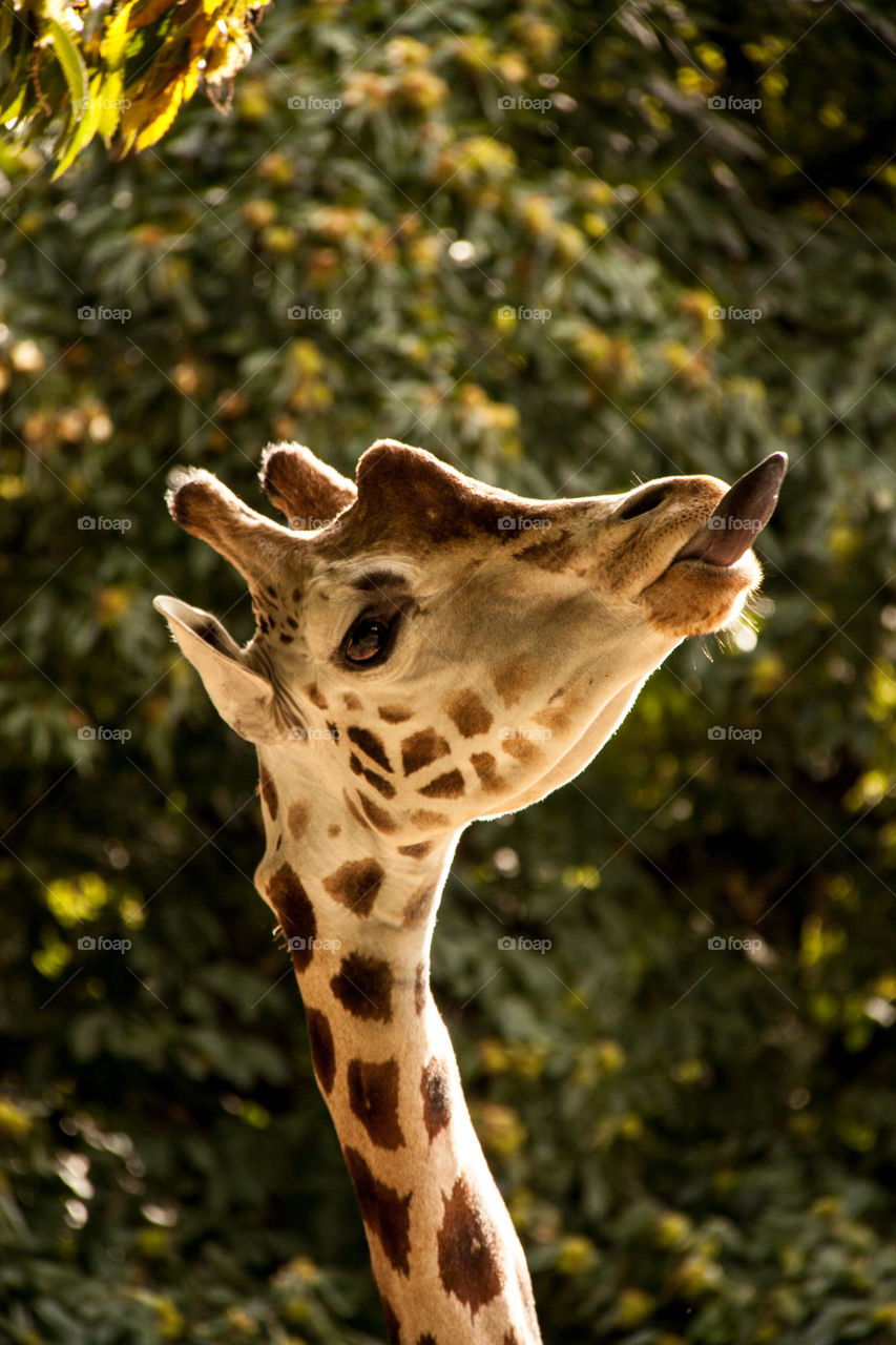 Giraffe