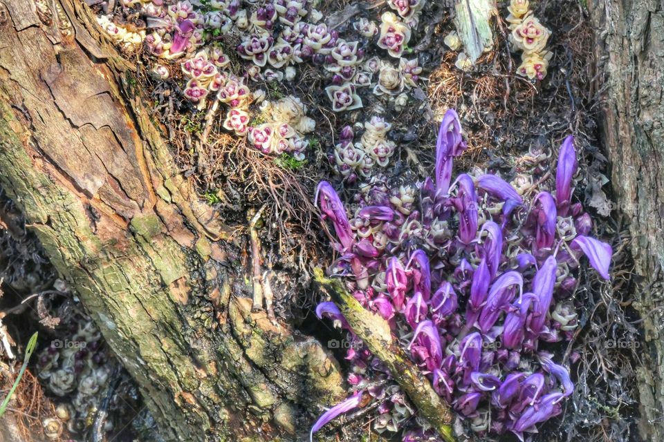 Purple flowers in the woodlands