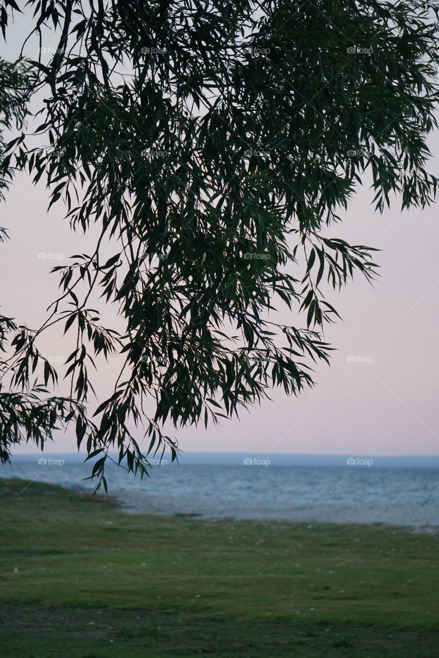 Palm fronds? But make it Upper Peninsula. 