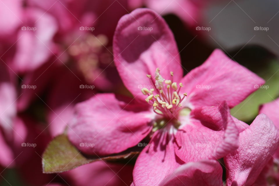 Bursting out Pink