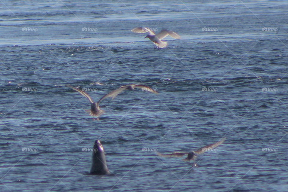 I had a magnificent wildlife day yesterday observing this sea lion fishing for huge salmon making their spawning migration. The sea lion was very successful in capturing several salmon but was constantly pestered by gulls looking for an easy meal. 