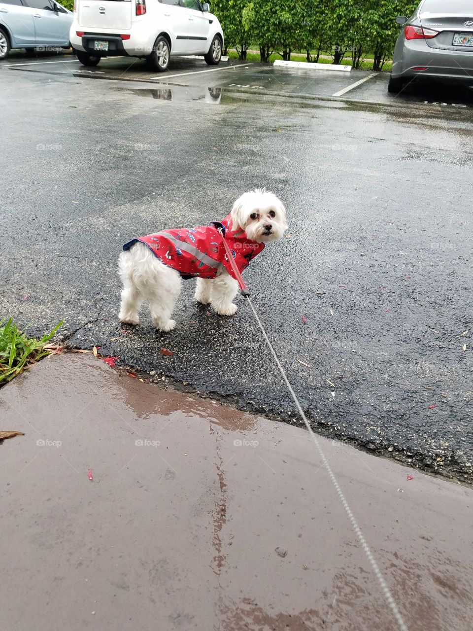 raincoat for a dog,