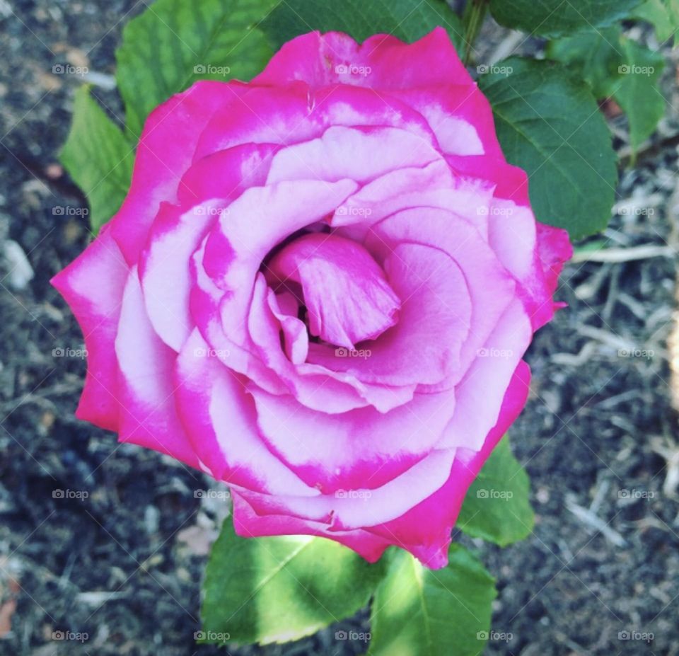 🌹 🇺🇸 Very beautiful flowers to brighten our day.  Live nature and its beauty. Did you like the delicate petals? / 🇧🇷 Flores muito bonitas para alegrar nosso dia. Viva a natureza e sua beleza. Gostaram das pétalas delicadas? 