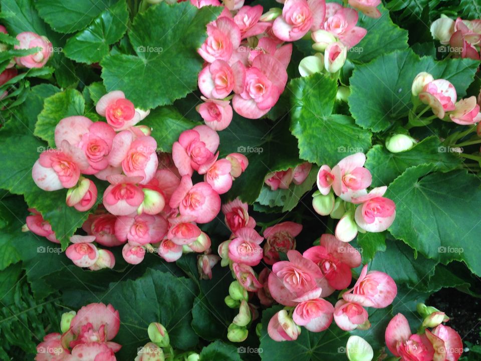 Pink flowers