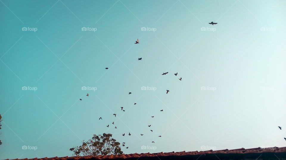 Birds flying in sky