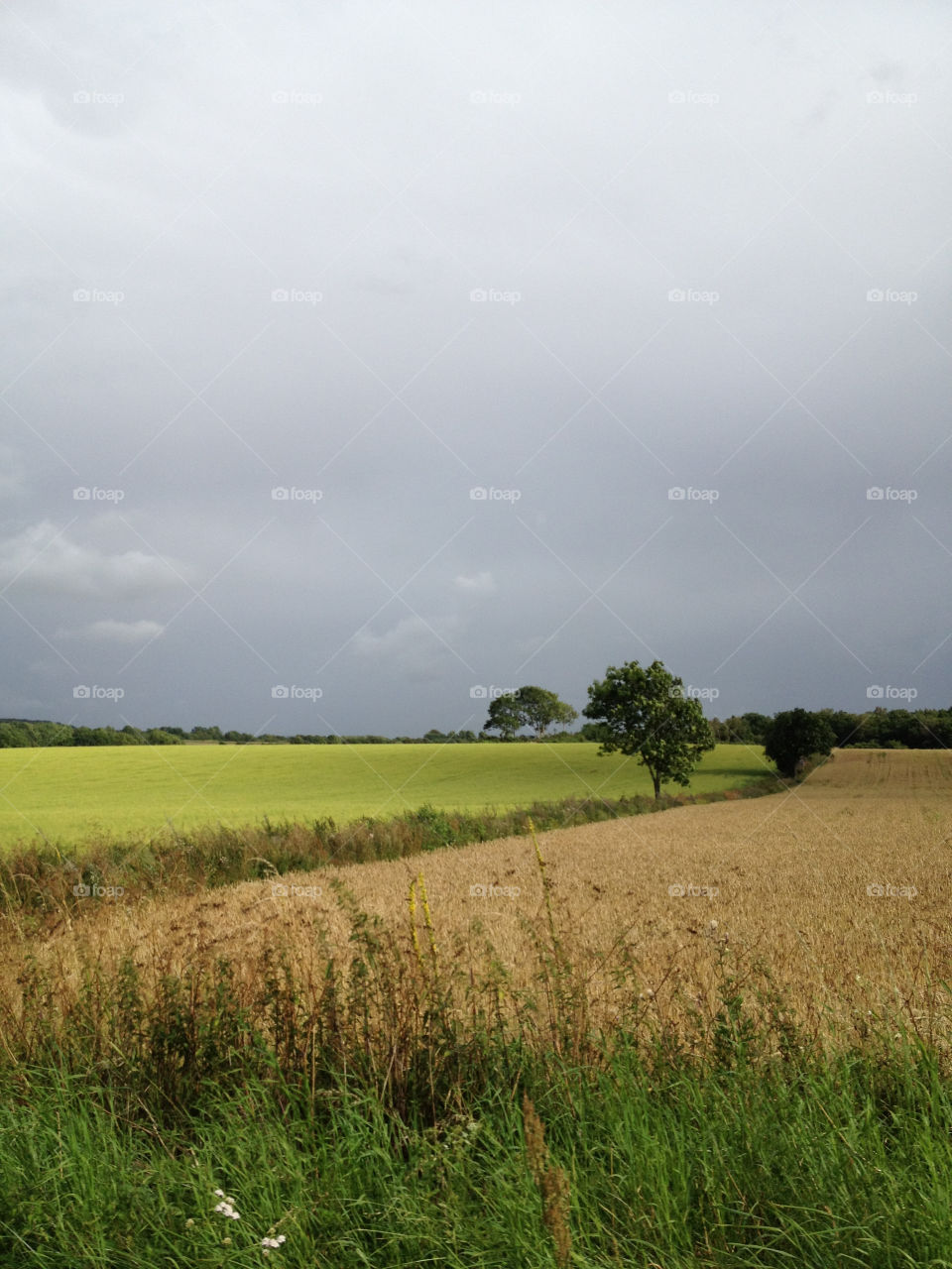 landscape green sweden field by cabday