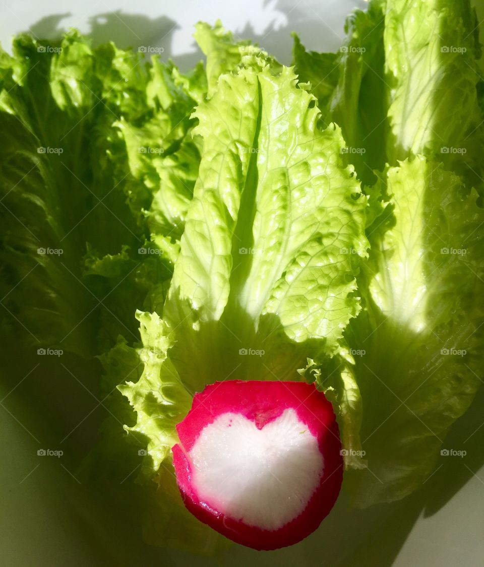 Green lettuce and heart shaped radish 
