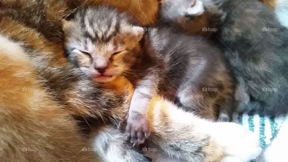 sleeping kitten laying on momma cat