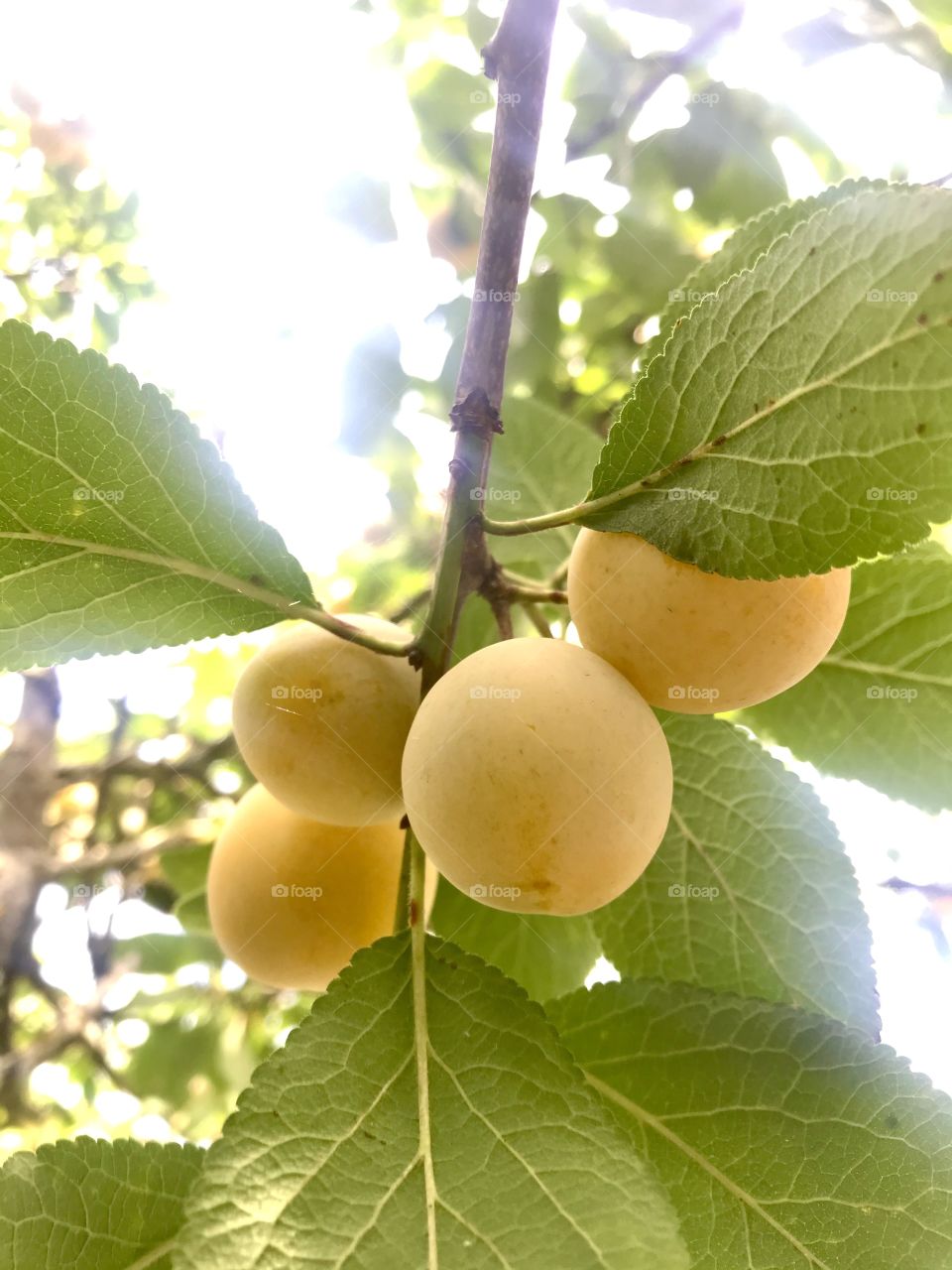 Mirabelle Plum...Mirabelle Prune...Cherry Plum