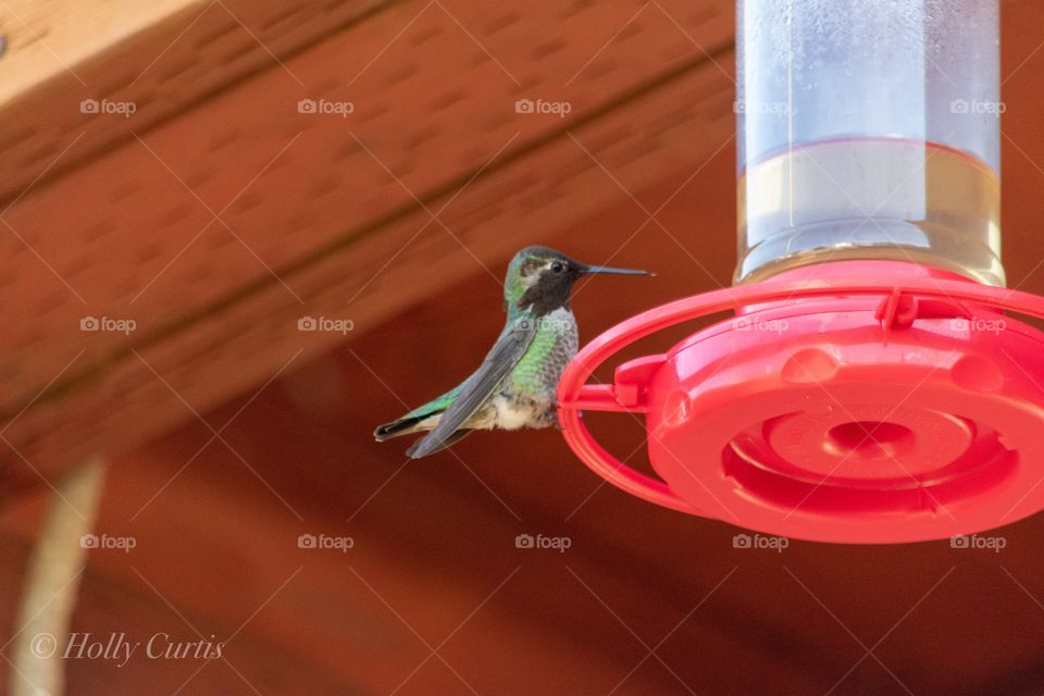 Hummingbird licking its beak 