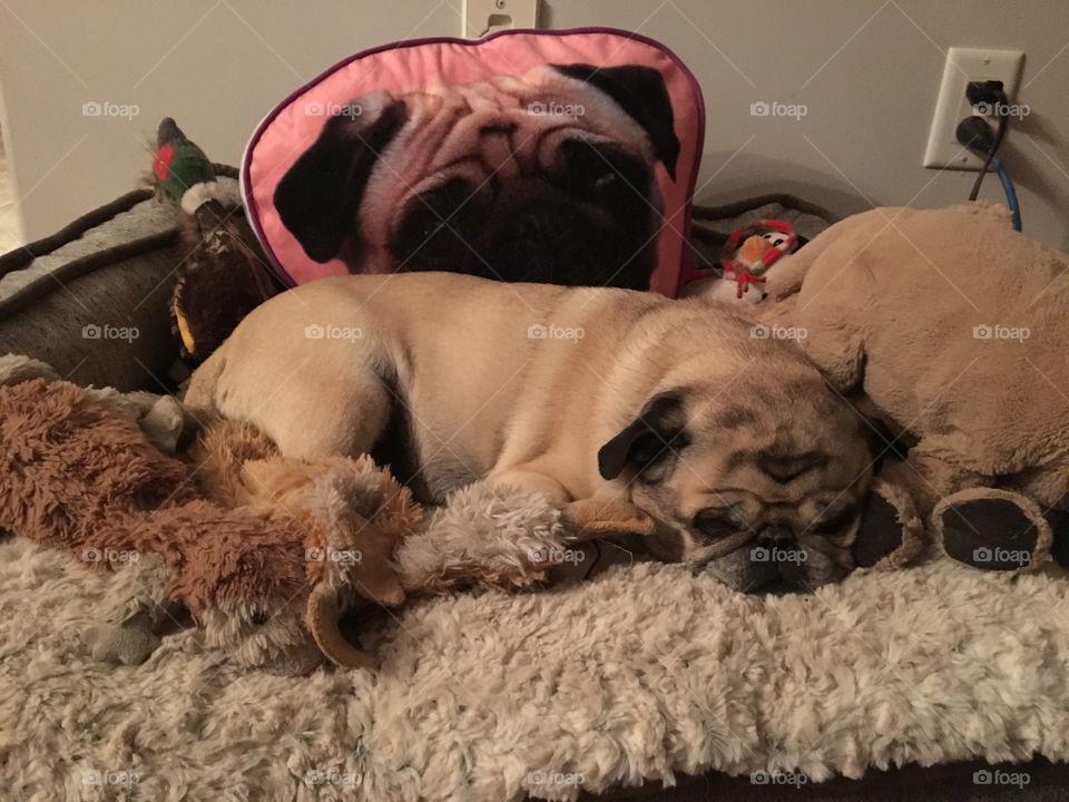 Pug 