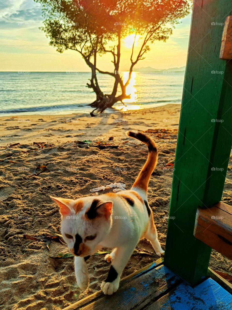 Lifeguard cat