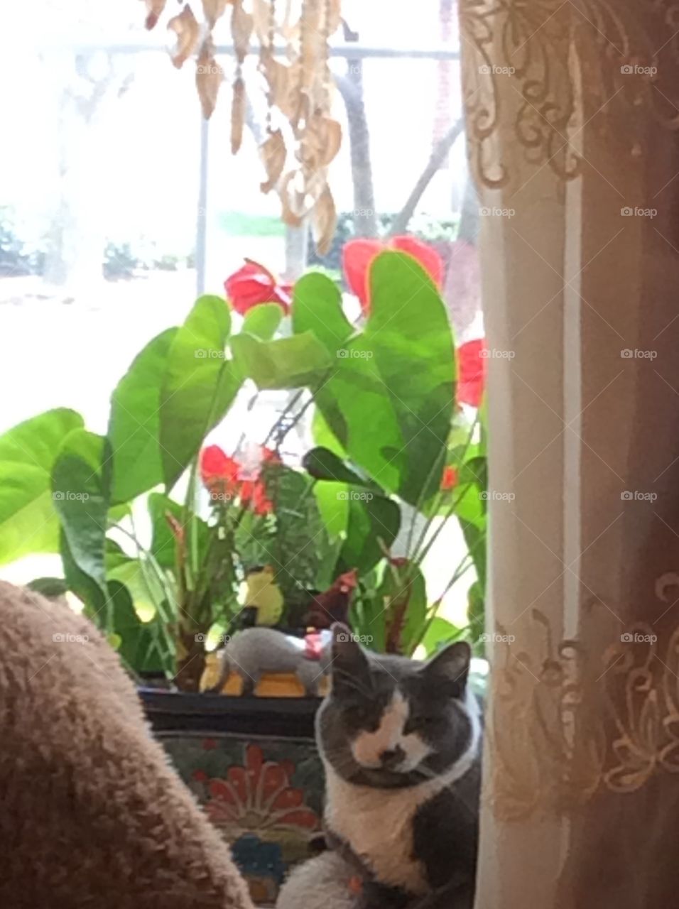 Family cat in the window 