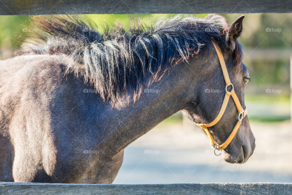 Animal, Farm, Nature, Mammal, Cavalry