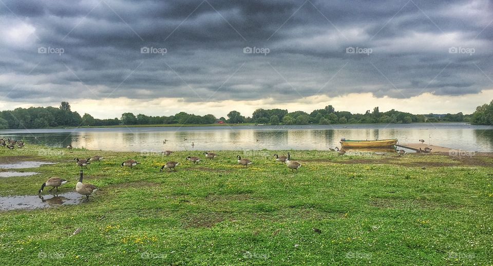 Geese birds on grass at lake