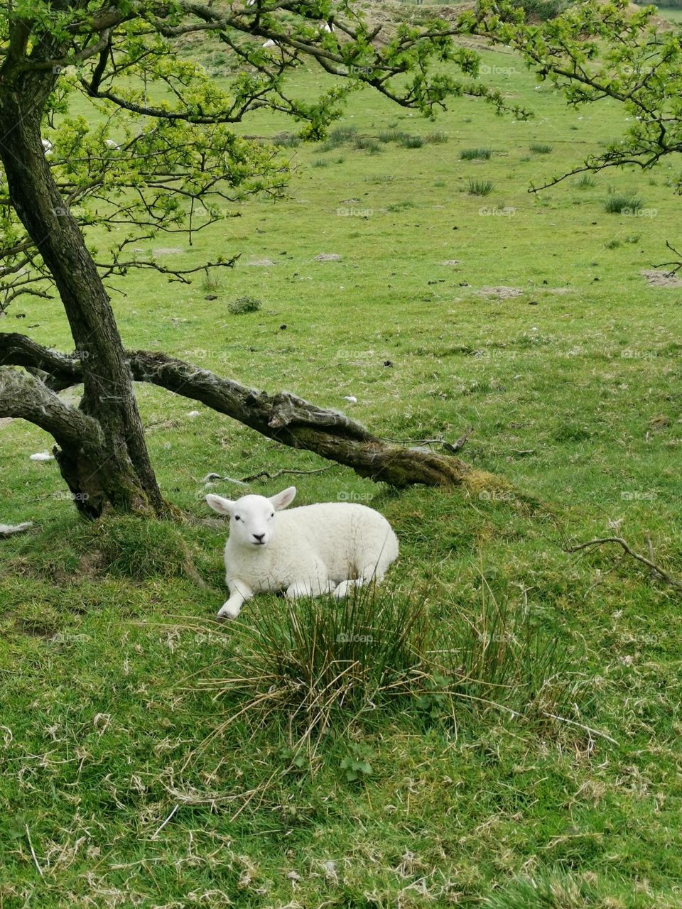 The little cute lamb is resting in a green field.