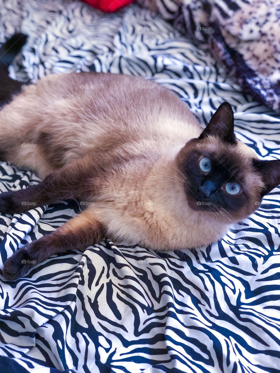 My Siamese cat peaches with pretty blue eyes