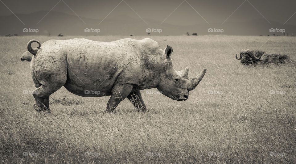Southern white rhino in the wild