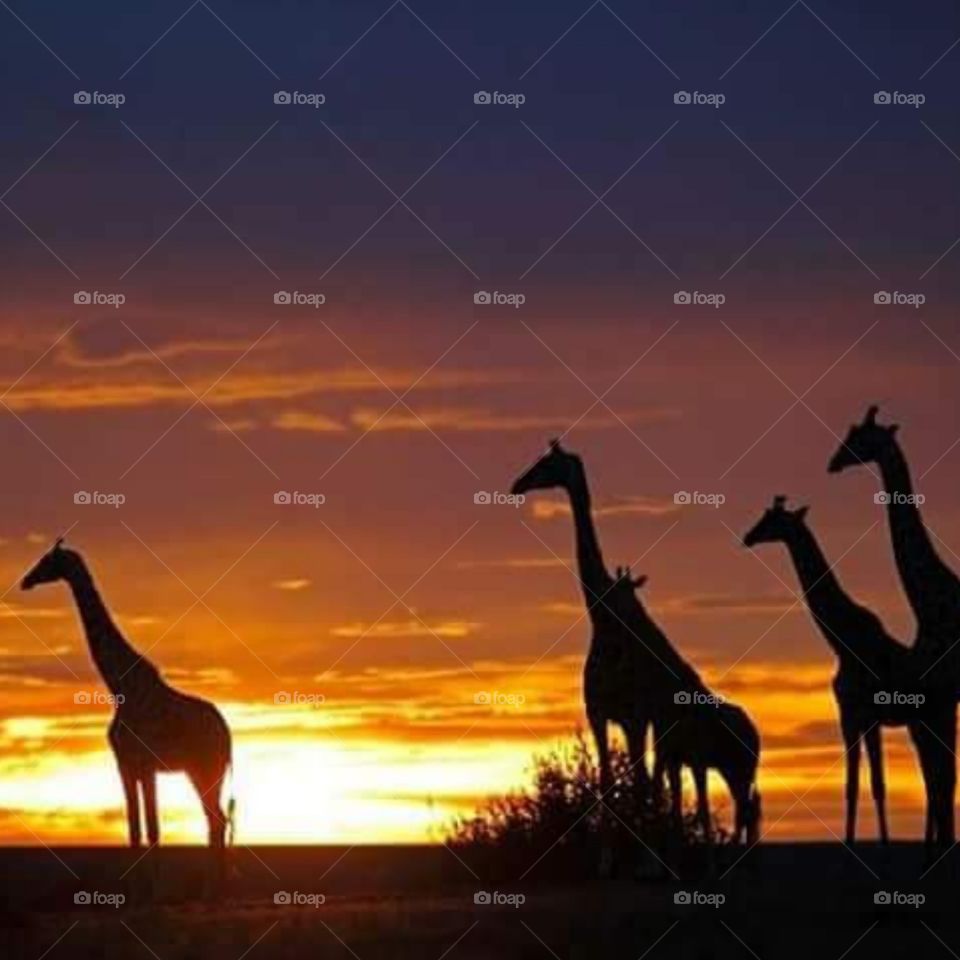 Sunset Ruaha National park, the largest Park in Africa and the second largest park in Africa