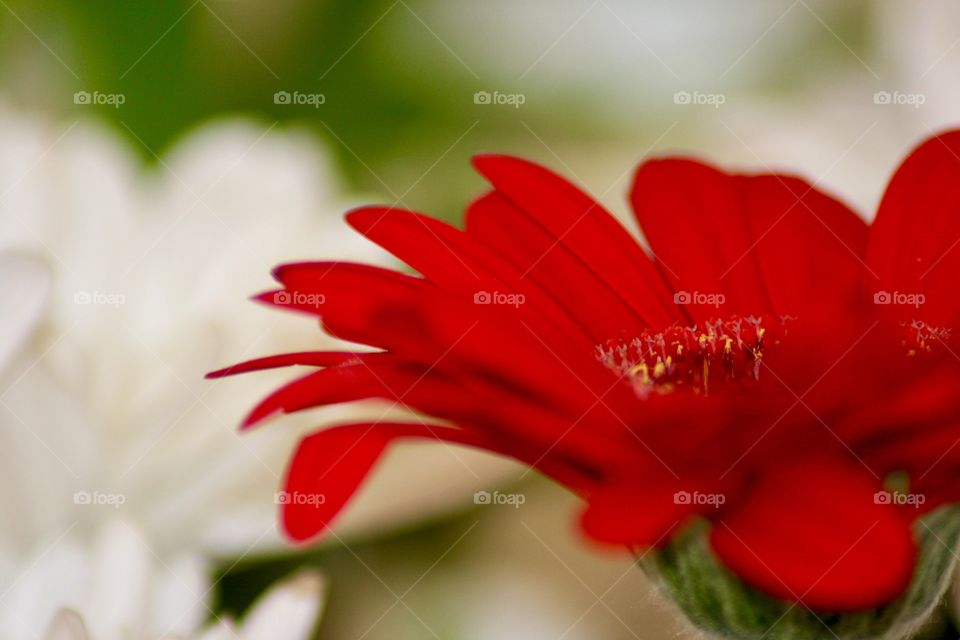 Red Gerbera in Abstract 